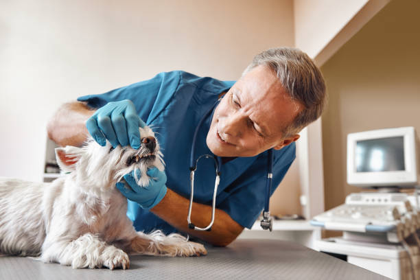 Best Emergency Dental Care for Broken or Chipped Teeth in Glencoe, IL